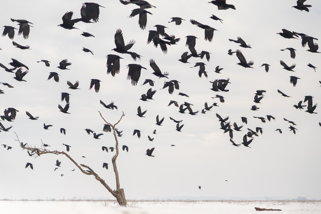 2º Puesto foto Mes Febrero 2026. Luis Pérez,"Negro sobre blanco"