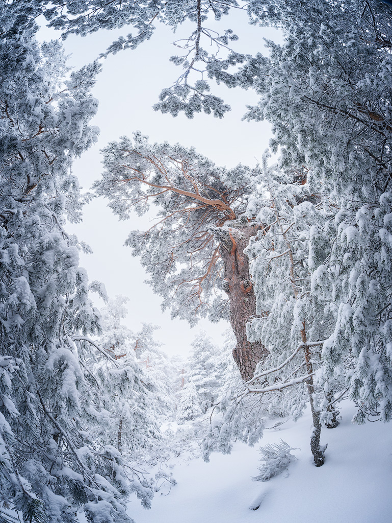 1º puesto foto del Mes Febrero 2026. Óscar González "Above the rest"