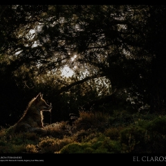 © Daniel Burón