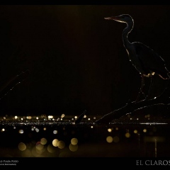 © Juan Pablo Plaza