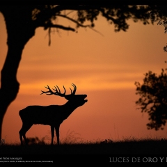 © Arturo de Frías
