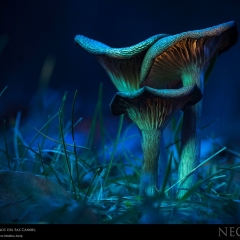 expo-17-12 expo-17-12