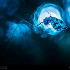 expo-17-16 expo-17-16