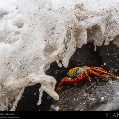 expo-17-19 expo-17-19