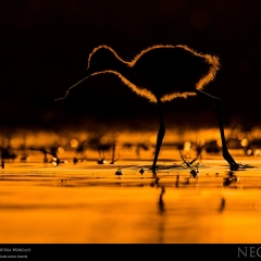 expo-17-27 expo-17-27