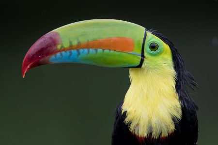 un tucán colorido con un pico colorido.