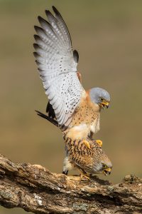 un par de pájaros posados en la rama de un árbol.