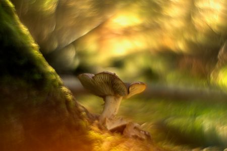 una imagen borrosa de un hongo en un bosque.