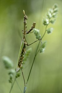 una mantis religiosa de pie encima de una planta