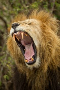Leon rugiendo