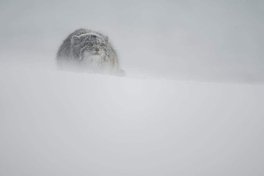 lince sentado en la cima de una colina nevada.