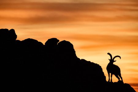 cabra montesa parada sobre una roca al atardecer