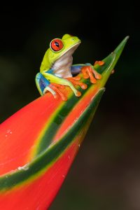 Rana verde de ojos rojos posada sobre el capullo de una flor