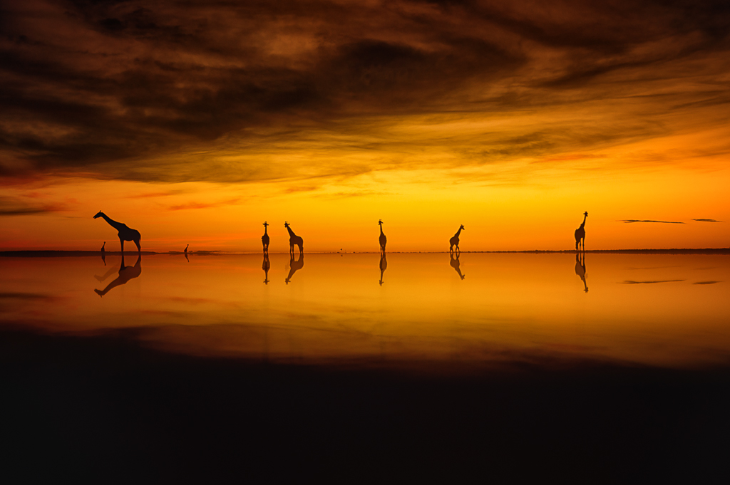 "Girafas" ©Pablo Plaza