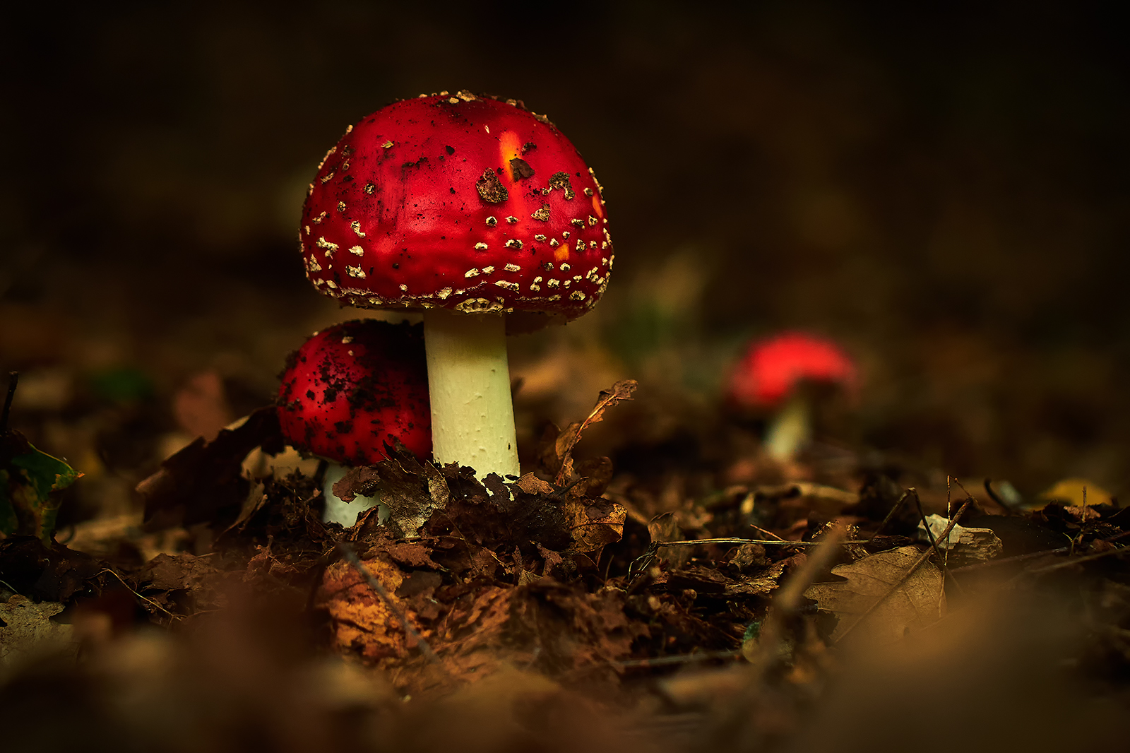 Amanita muscaria de Javier Peña