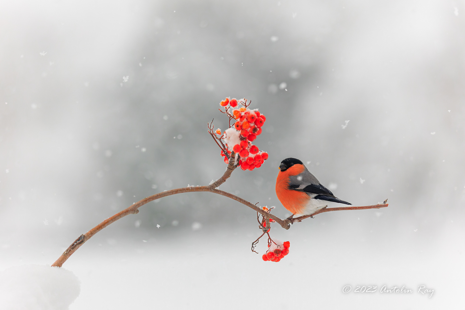 "Camachuelo" ©Antolín Ray