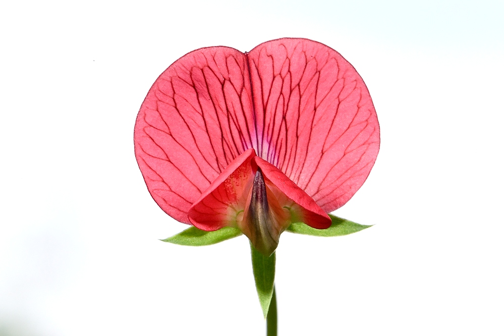 "Flor" ©Javier Herranz