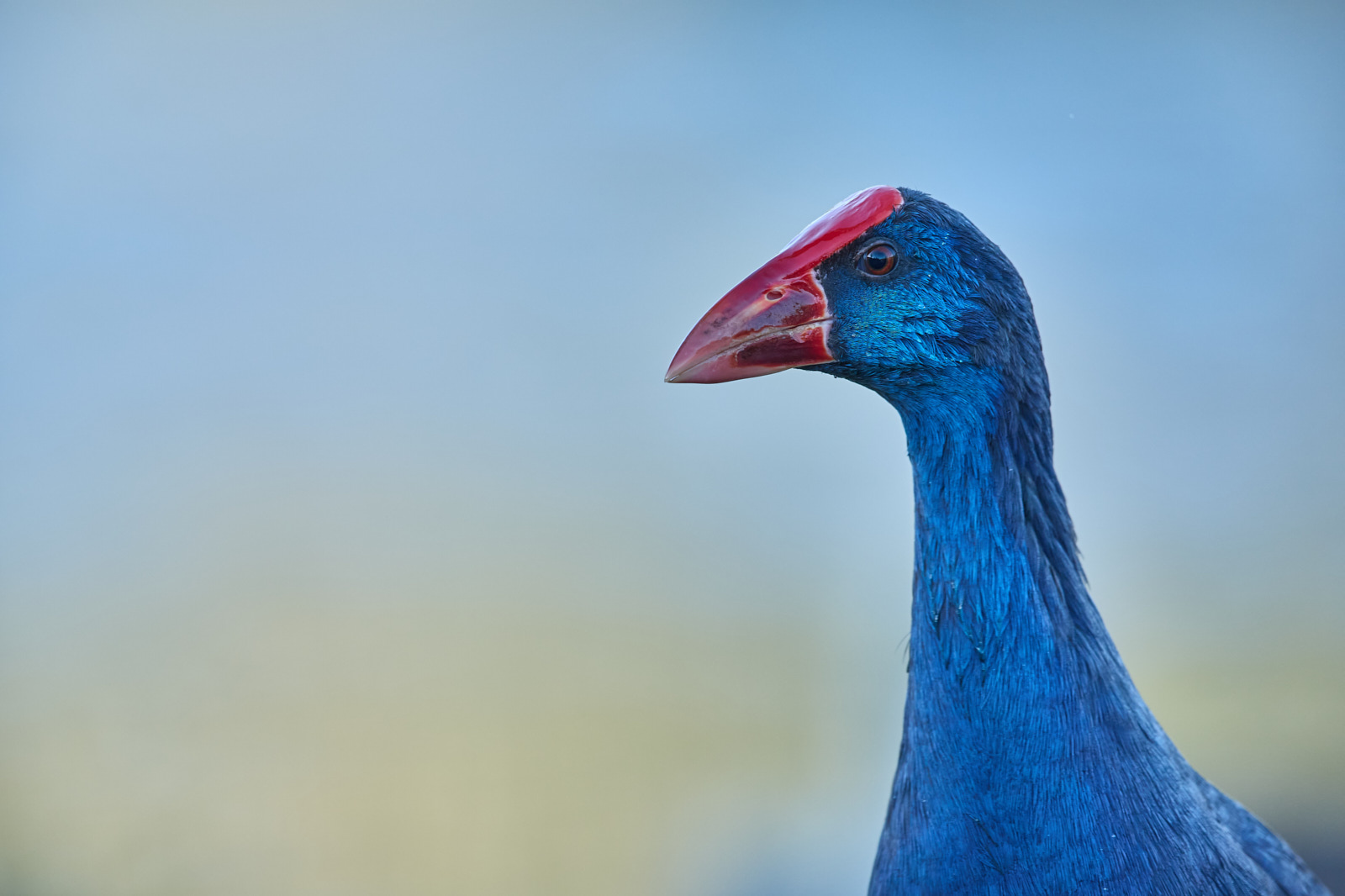 "Calamón" ©Gregorio Garrido