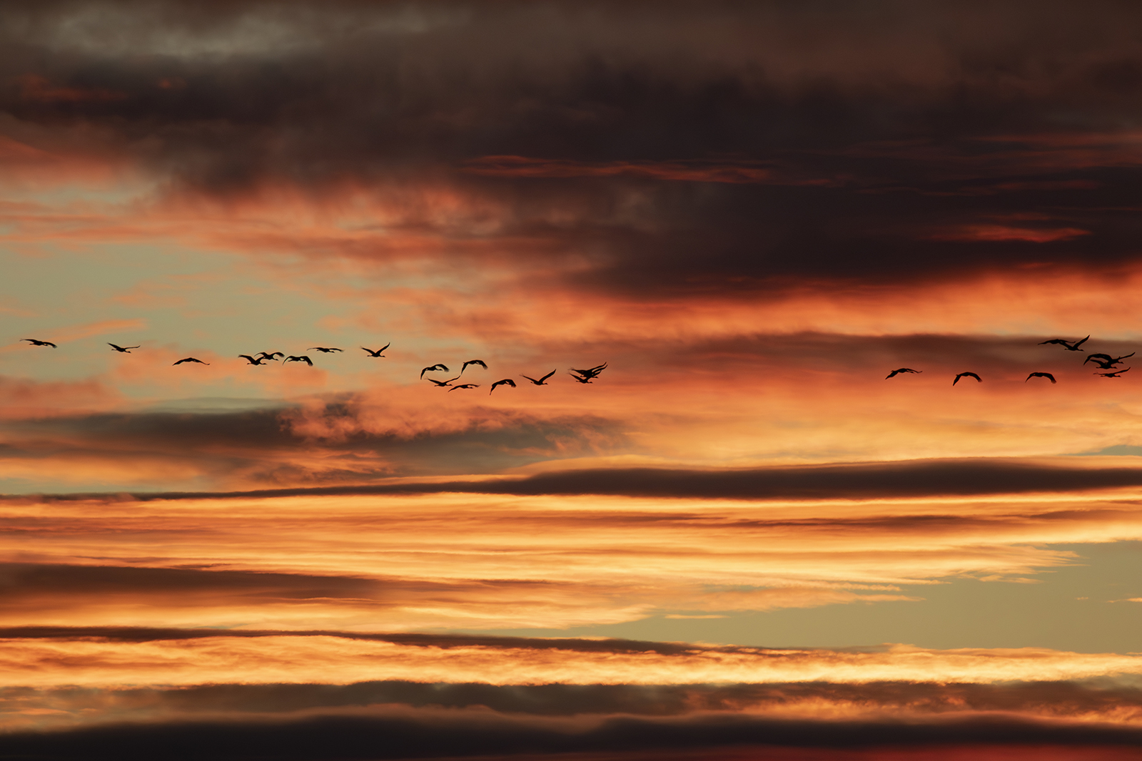 Grullas de José Gismero