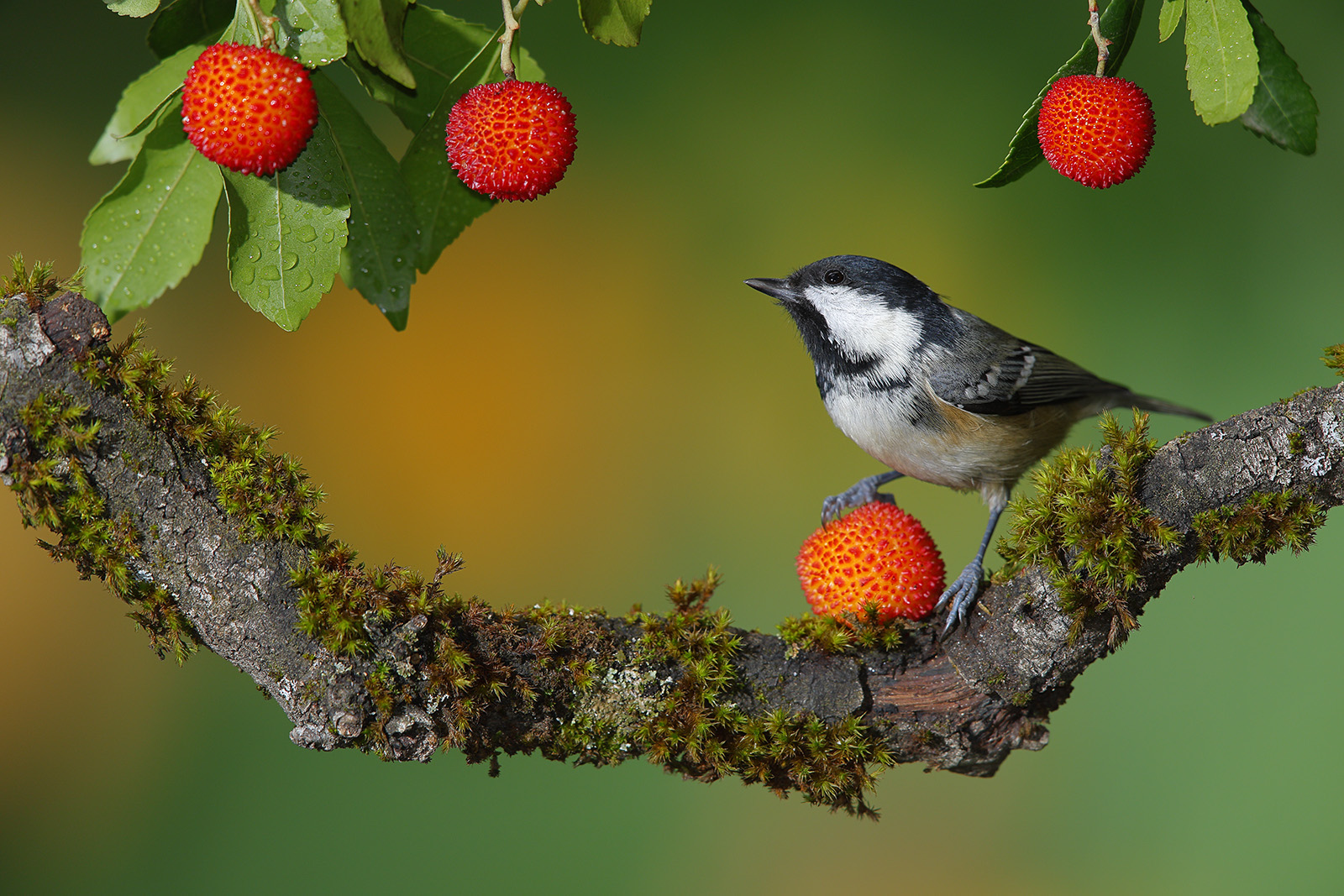 "Carbonero garrapino" ©Hugo Estévez