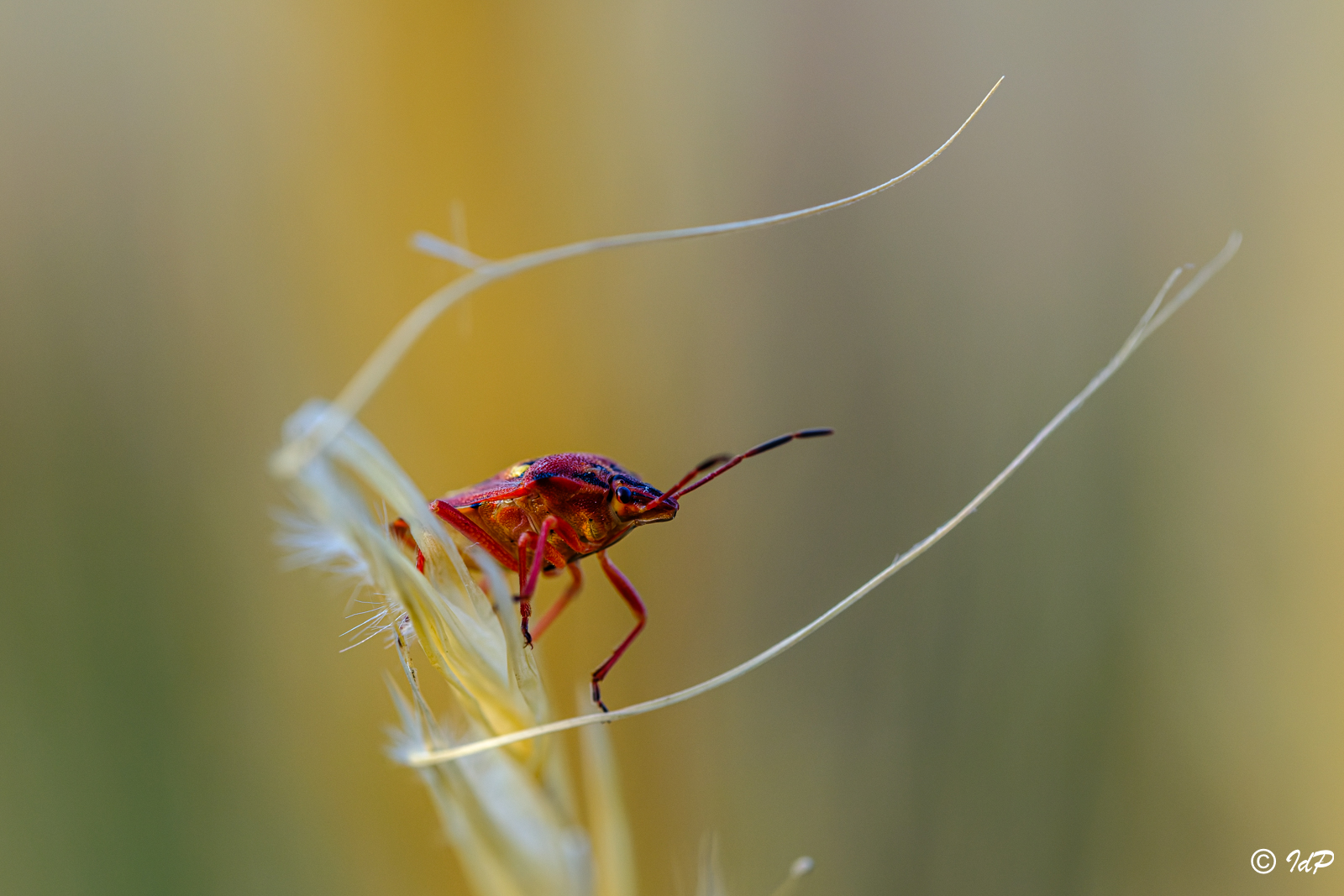 Chinche de Isidro de Pablo