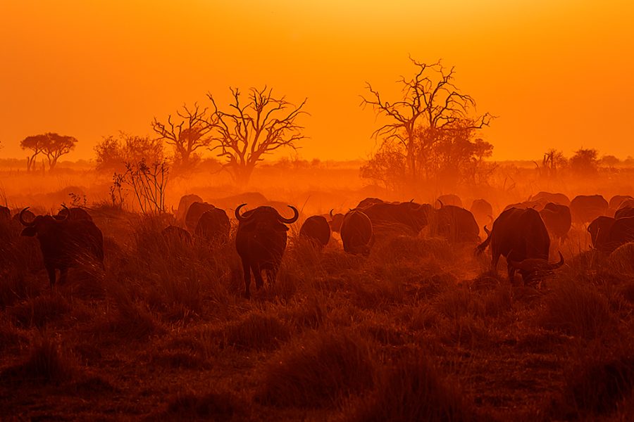 "Búfalos en el ocaso" ©Miguel Benedicto