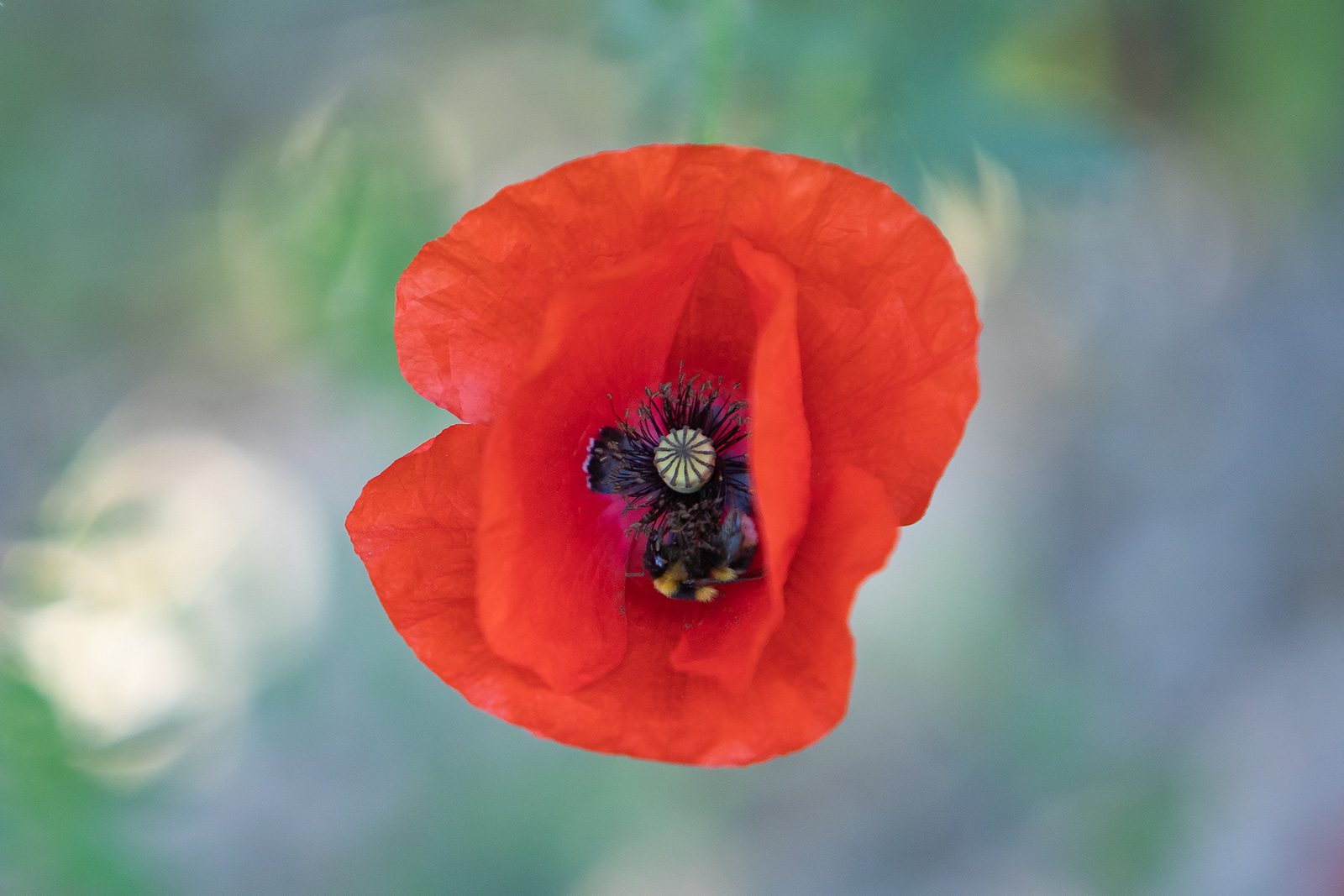 "Amapola" ©Merce Almoguera