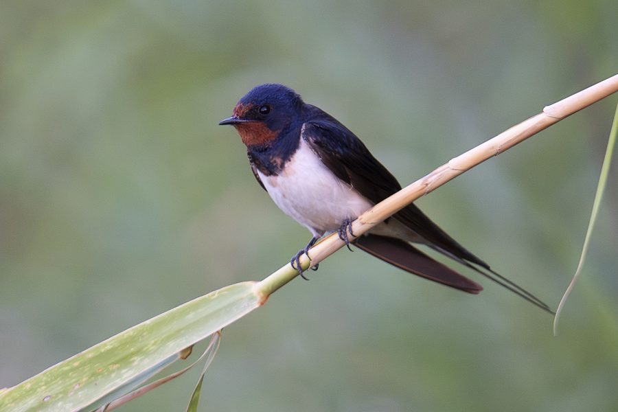 Golondrina - Miguel Benedicto