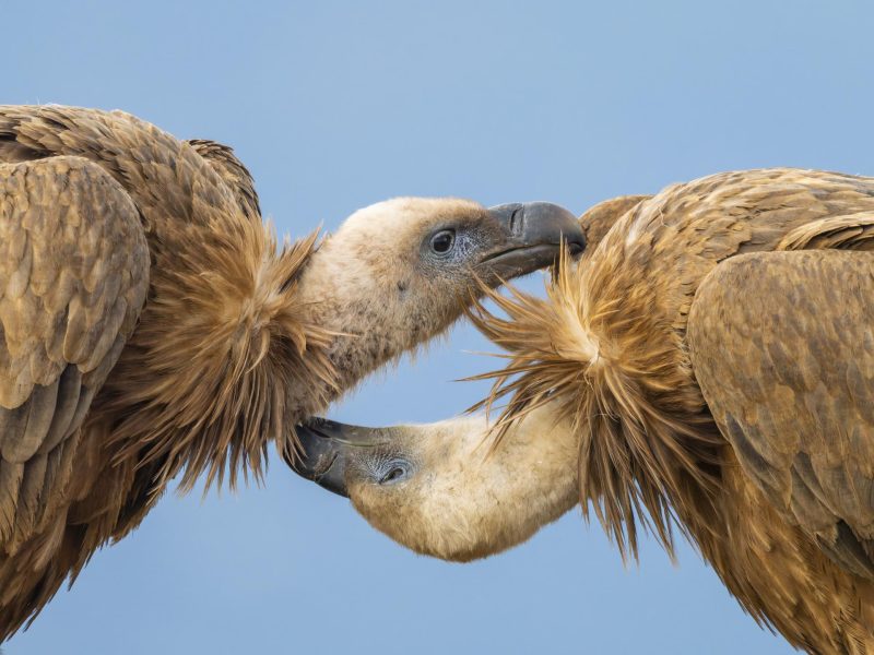 "Ananta. El Infinito en un beso" por Annaïs Pascual.