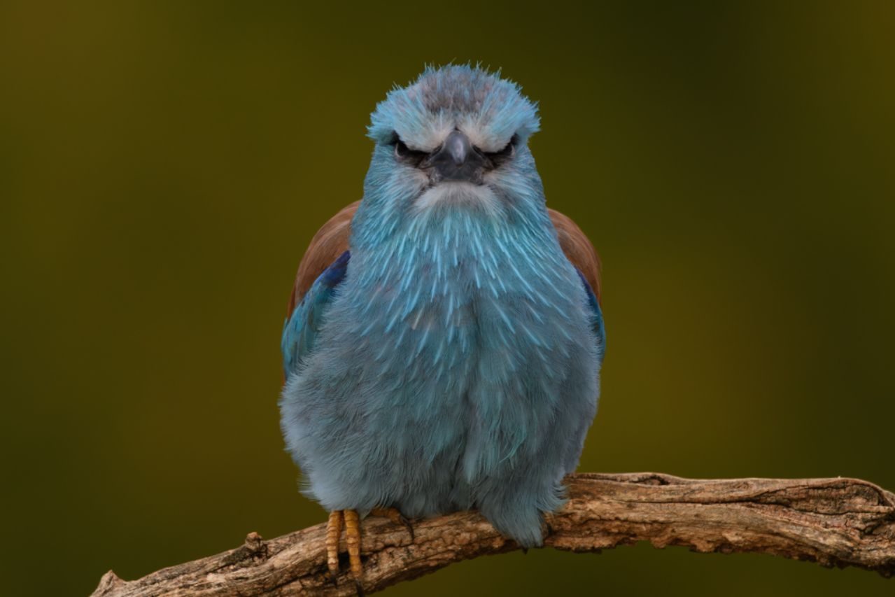 Claudio Carles_01 «Carraca» ©Claudio Carles