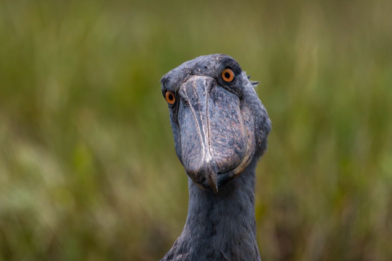 Claudio Carles_02 «Picozapato» ©Claudio Carles