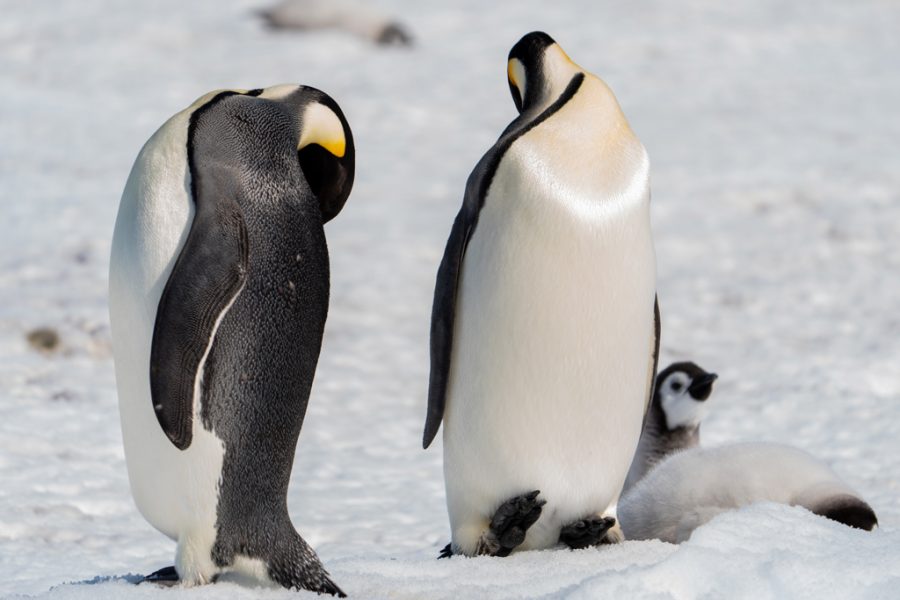 Pingüino Emperador de Luis Alcaraz Tomás