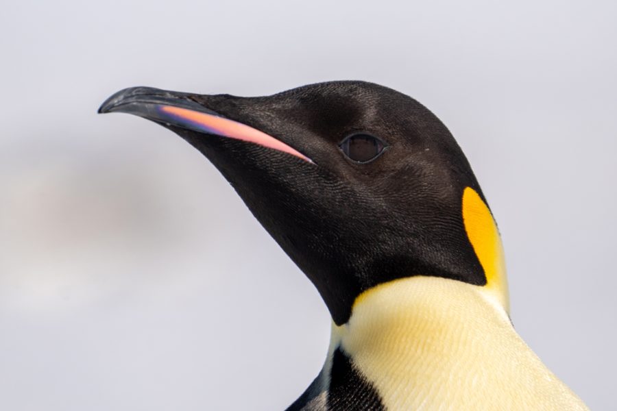 Pinguino Emperador de Luis Alcaraz Tomás