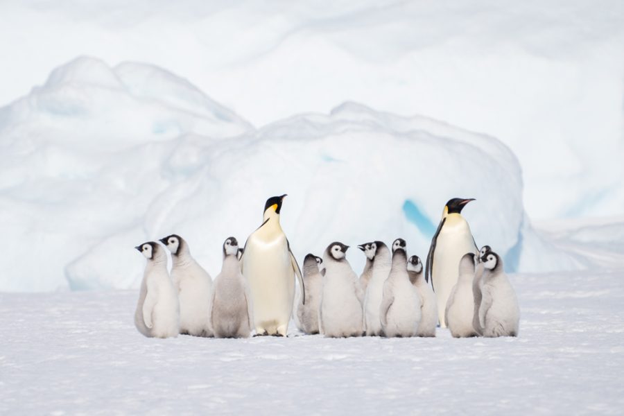 Colonia Pingüinos Emperador de Luis Alcaraz Tomás