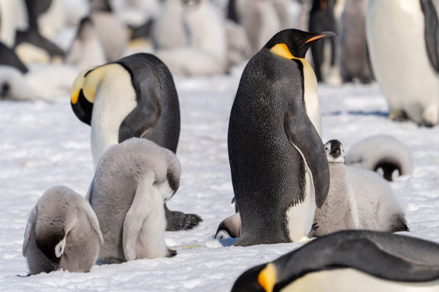 Colonia Pingüinos Emperador de Luis Alcaraz Tomás