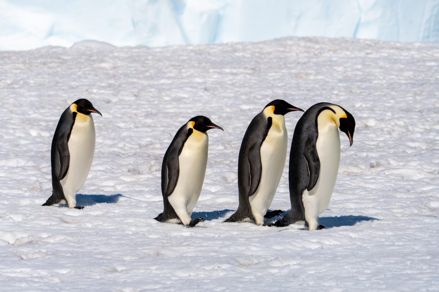 Pingüinos Emperador de Luis Alcaraz Tomás