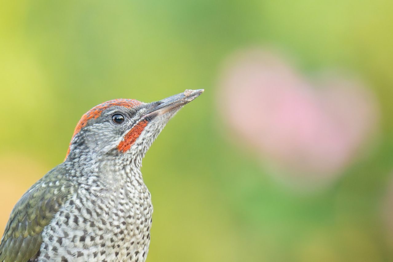 Daniel Trespalacio_05 «Pito ibérico» ©Daniel Trespalacio