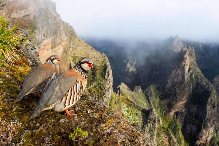 "Perdiz de montaña" por Fernando Prieto