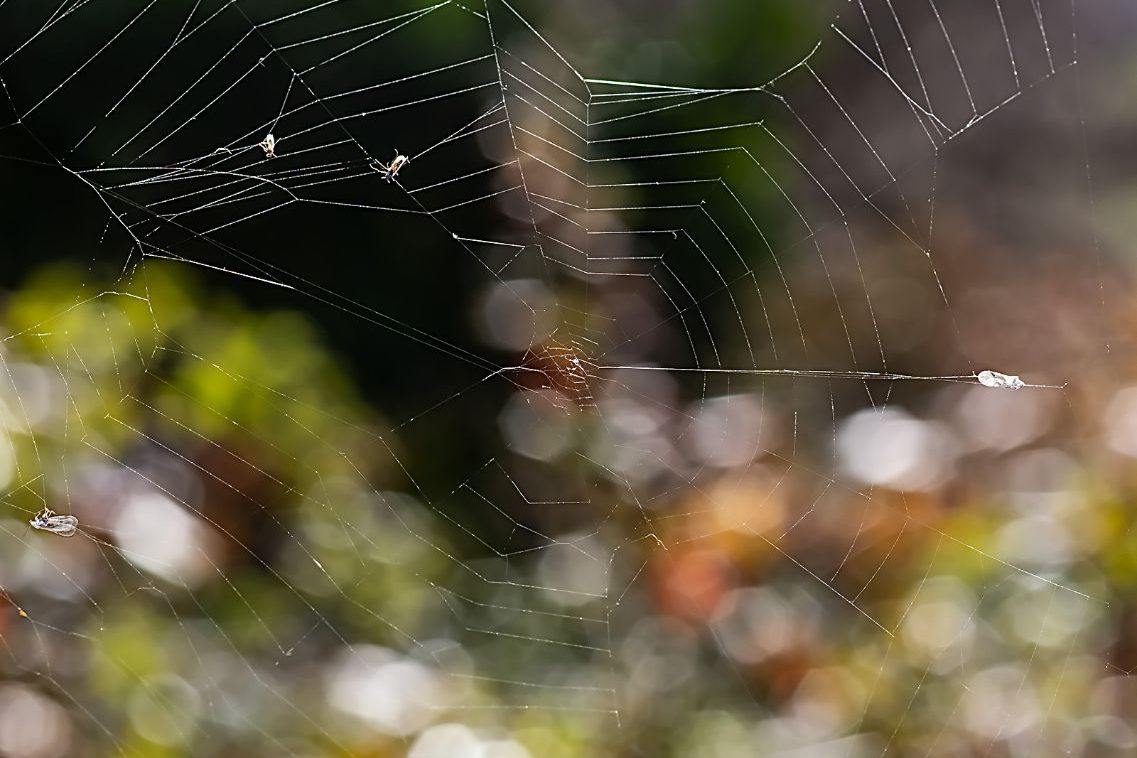 Fco Javier Bru_04 ©Francisco Javier Bru