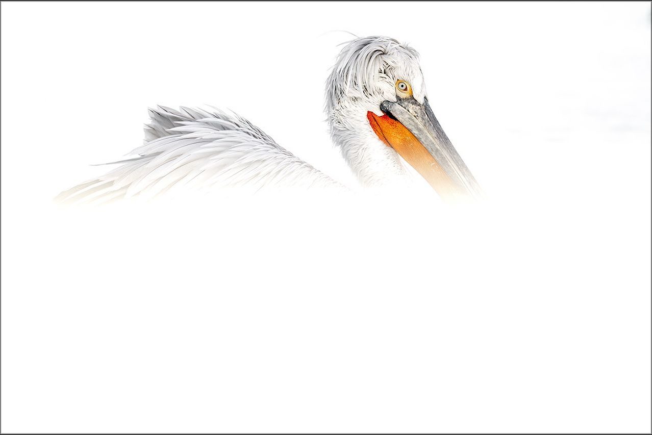 Félix Morlán «Pelícano» ©Félix Morlán