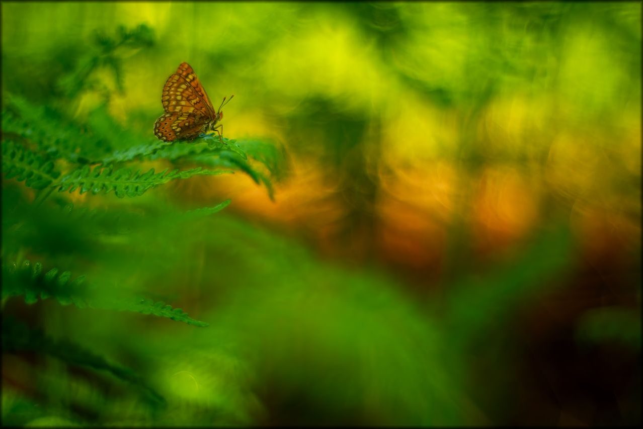 Félix Morlán_02 ©Félix Morlán