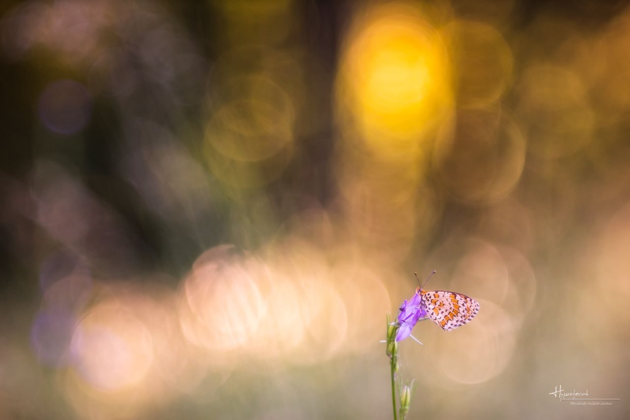 Fernando Iniesta_01 ©Fernando Iniesta