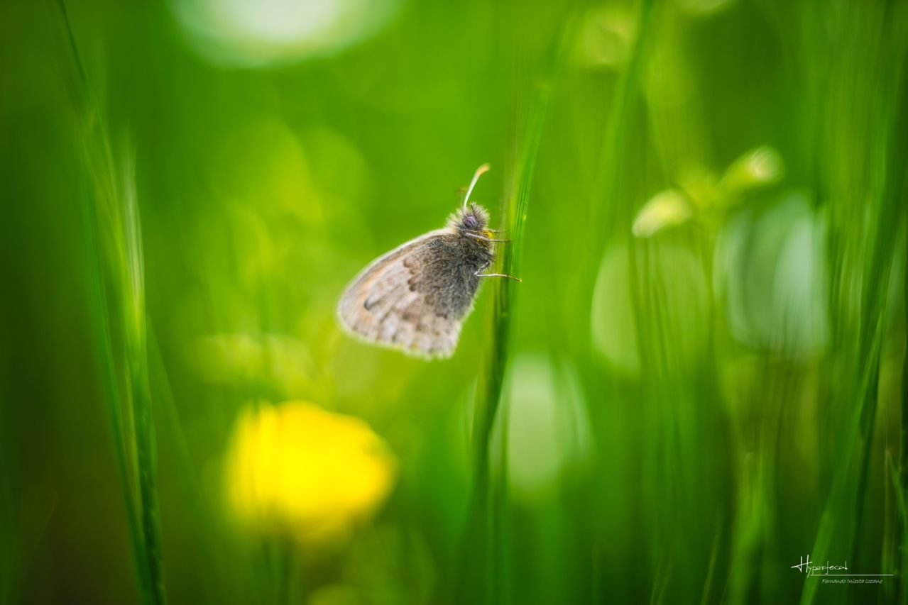 Fernando Iniesta_04 ©Fernando Iniesta