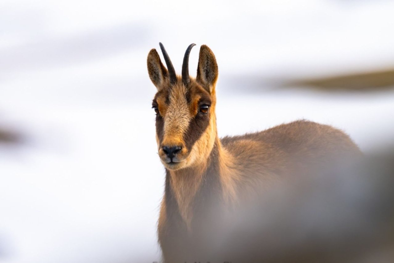 Fernando Núñez_01 «Rebeco» ©Fernando Núñez