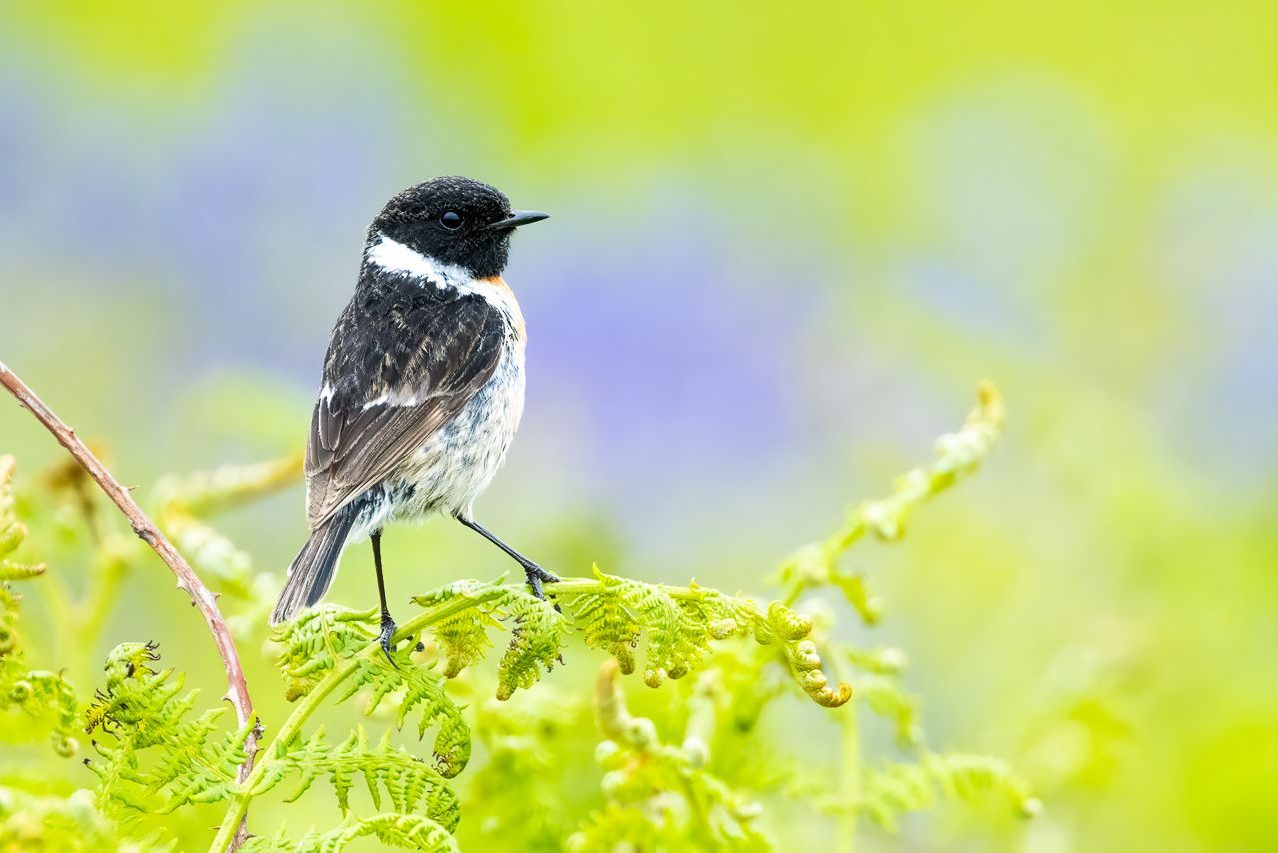 Fernando Prieto_01 «Tarabilla» ©Fernando Prieto