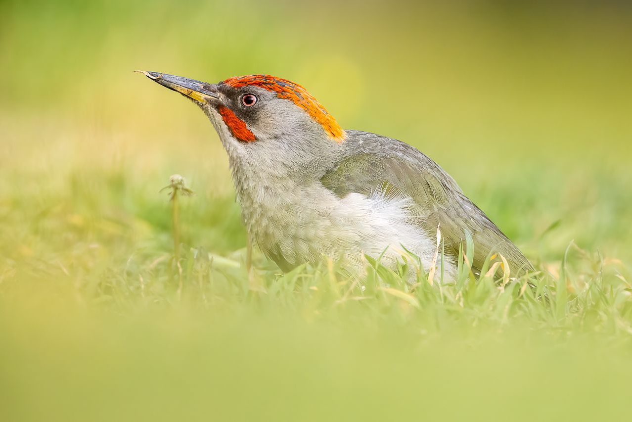 Fernando Prieto_02 «Pito ibérico» ©Fernando Prieto