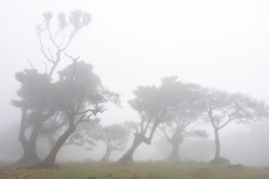 "Laurisilva en el Bosque de Fanal - Madeira" por Fernando Prieto