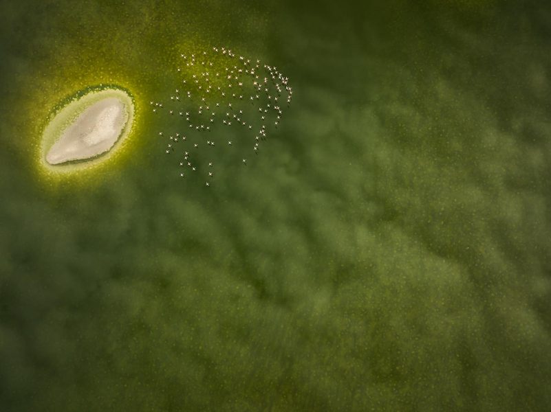 "Vuelo coral" por Gregorio Garrido