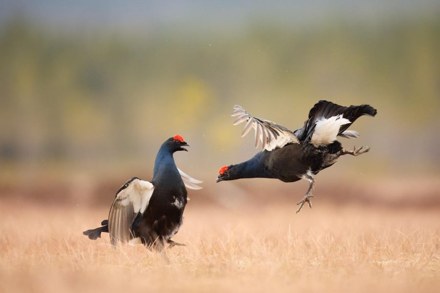 "El eco del instinto" por Gregorio Garrido