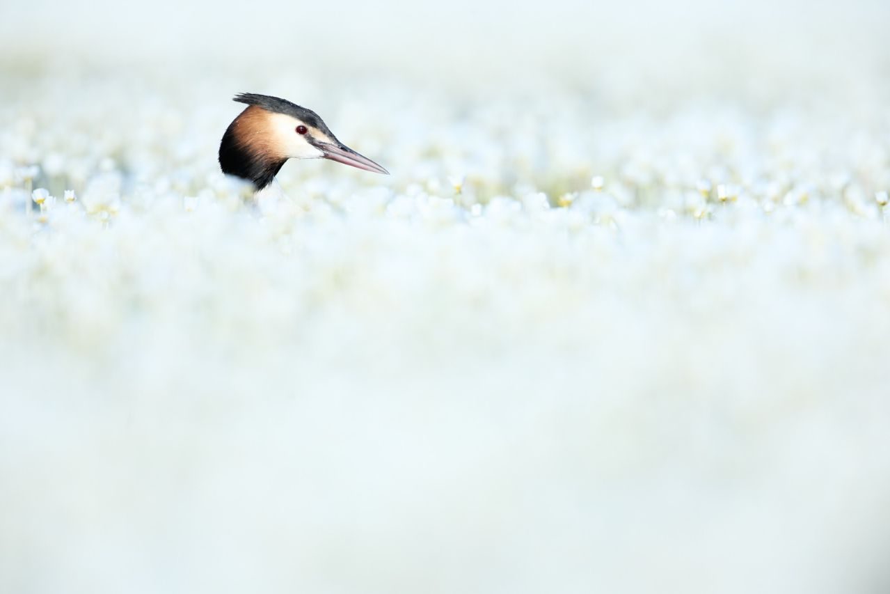 Gregorio Garrido_07 «Somormujo» ©Gregorio Garrido